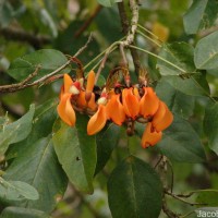 Erythrina fusca Lour.